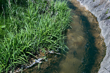 比較的綺麗な川の水