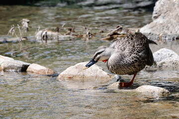 くちばしを伸ばすカモ