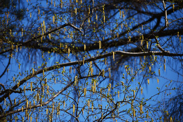 The soothing movement and the abstract composition of the early spring trees in Sapporo Japan