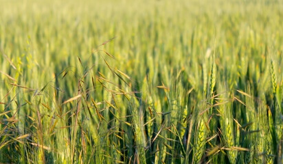 Green corn crops in spring, detail of field in countryside during sunny day, side view