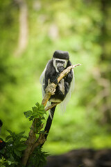 A cute monkey lives in a natural forest. Charismatic monkeys. Island of monkeys.