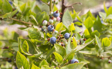 Ripe blueberry berries grow at the plants