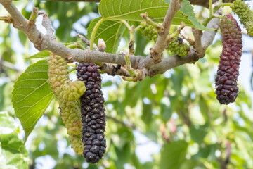Pakistan or Long mulberries on a branch - 507603880