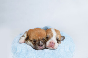Funny wet puppy of the corgi breed after bath wrapped in towel. Just washed cute dog in bathrobe on gray background.