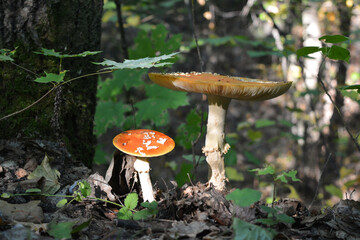 Wild mushrooms in the forest. Two fly agarics grow under the tree.