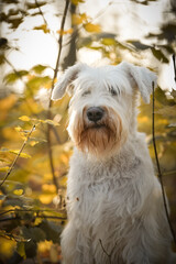 Schnauzer is sitting in the forest. It is autumn portret.