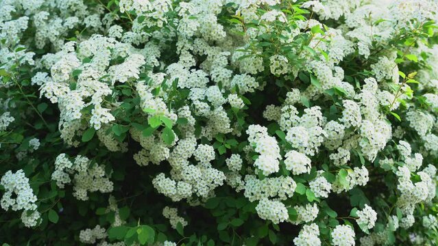 Bush Vanhoutte spirea. Spring blooming shrub with many white flowers - Spirea, general view. Also known as Reeve's spiraea, Bridalwreath spirea, Meadowsweet, Double White May or May Bush.