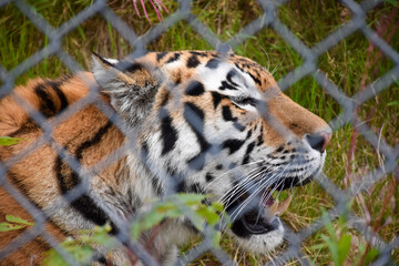 Big tiger head seen through a park fence