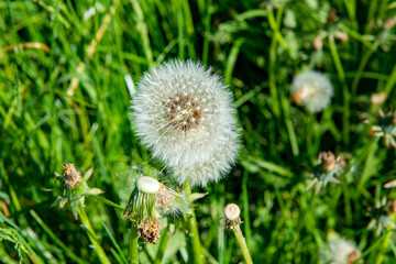 Pusteblume . Löwenzahn . Dandelion