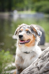 Puppy of australian shepherd is sitting in the nature. Summer nature in park.