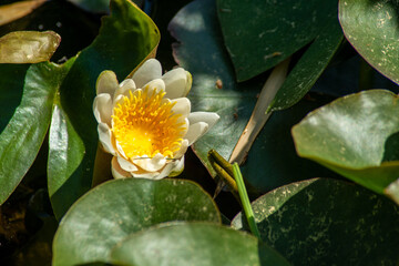 Seerose . Water lily © LitterART