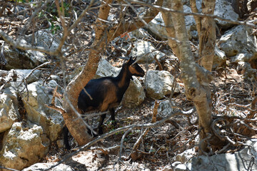 Krikri cretan wild goat in a mountain valley - obrazy, fototapety, plakaty