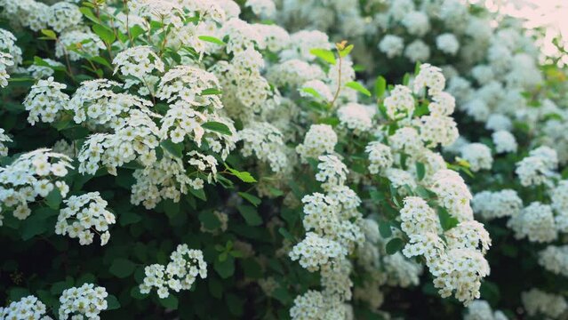 Bush Vanhoutte spirea. Spring blooming shrub with many white flowers - Spirea, general view. Also known as Reeve's spiraea, Bridalwreath spirea, Meadowsweet, Double White May or May Bush.