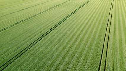 Vue aérienne d'un champ de blé traité fin mai.