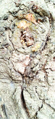 bark of a tree