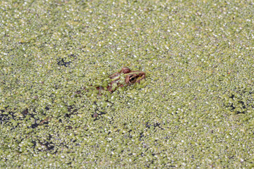 Frog camouflaged between algae
