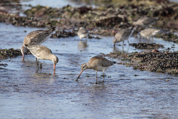 Sandpiper looking for food