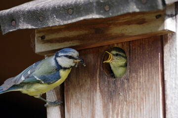 Die Blaumeise sitzt am Nistkasten und füttert ihren hungrigen Nachwuchs © cuhle-fotos
