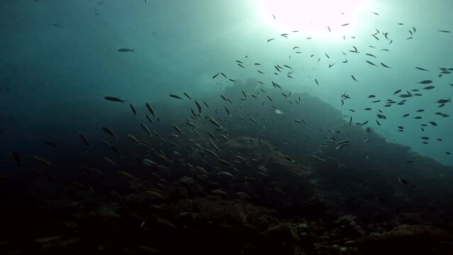 Under Water Film footage -  rock and corals with small Fusillier fish swimming about - Sailrock in Thailand