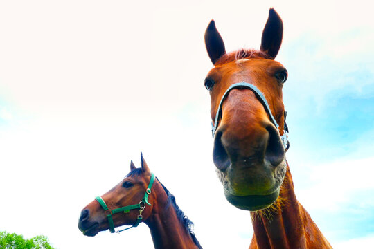 Pferd blickt neugierig in die Kamera
Horse curiously looks at the camera