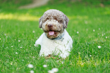Cute little dog walking on the grass in the park.