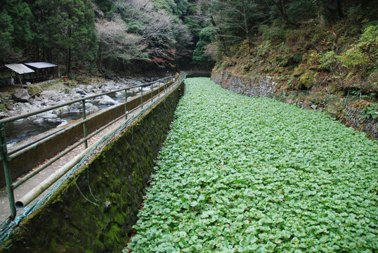 WASABI field on mountain streams / 水路で栽培する水わさび ＠静岡