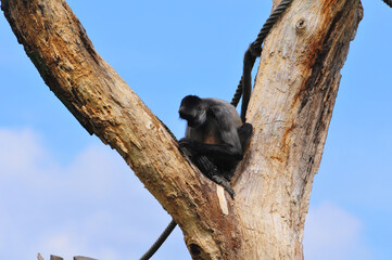 Monkey sits in the tree looking for food