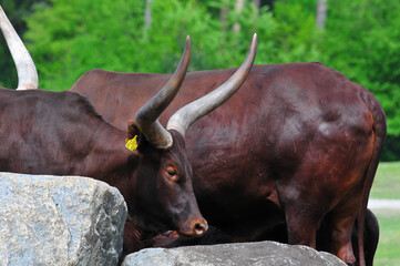 portrait of an african cattle
