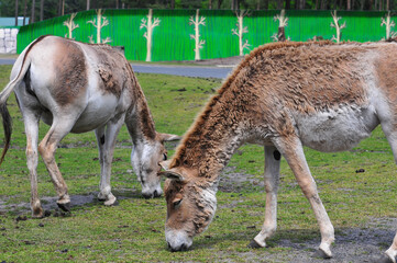 african donkeys in the zoo