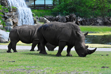 rhino in the zoo on grass