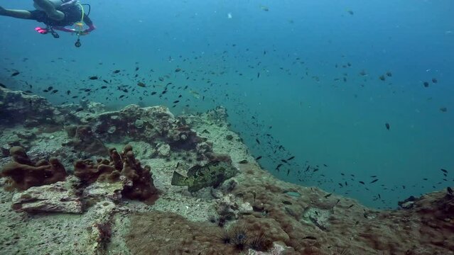 Under Water Film footage -  Large Grouper Fish hovering above rocky corals with scuba divers swimming away in the back bground - Sailrock in Thailand