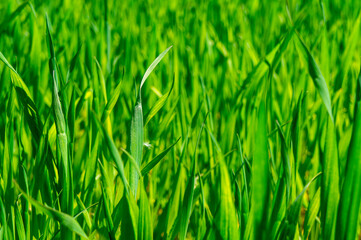 Fototapeta na wymiar Summer green grass closeup. Large leaves. Agricultural field with plants in the sun. Background for graphic design of agro booklet.