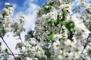 White flowers on a green bush. The white rose is blooming. Spring cherry apple blossom.