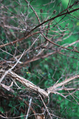 Spring nature background. Forest landscape. Green trees and grass on a spring morning.