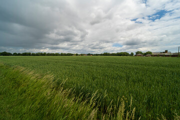 Agricultural field in the area of Kinrooi, Belgium near the dutch border