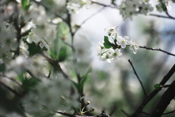 White flowers on a green bush. The white rose is blooming. Spring cherry apple blossom.