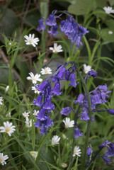 Fototapeta premium Bluebells and stitchwort flowers in a woodland
