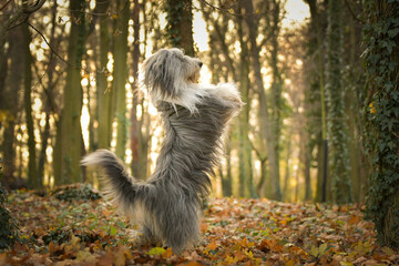 Bearded collie is begging in the forest. It is autumn portret.