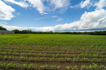 Fototapeta na wymiar Agricultural field in the area of Kinrooi, Belgium near the dutch border