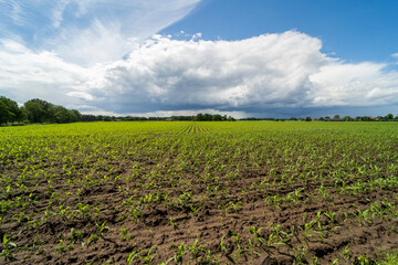 Agricultural field in the area of Kinrooi, Belgium near the dutch border
