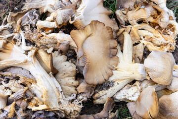 Photographic background with chopped mushrooms. Crumpled mushrooms on the lawn