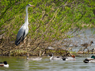 gray heron
