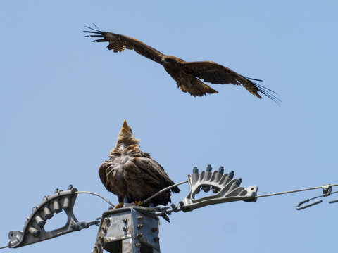 White-tailed eagle vs crow