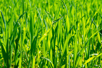 Summer green grass closeup. Large leaves. Agricultural field with plants in the sun. Background for graphic design of agro booklet.