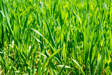 Summer green grass closeup. Large leaves. Agricultural field with plants in the sun. Background for graphic design of agro booklet.