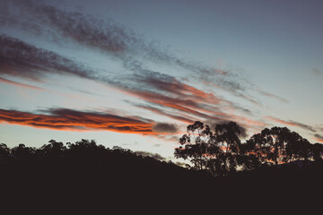 pink sunset clouds over the mountains with eucalyptus gum trees silhouettes shot in Tasmania