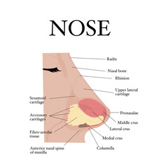 Visual aid of human nose anatomy and Otolaryngology.Structure of nasal cavity.Side view of nose anatomy model with captions. Infographic design for educational poster.Vector illustration flat design