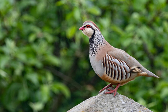 Red-legged partridge (Alectoris rufa)