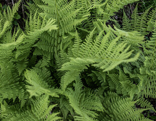 fern leaves © Niklas
