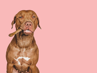 Lovable, pretty brown puppy, holding a bone. Close-up, indoors. Day light. Concept of care,...